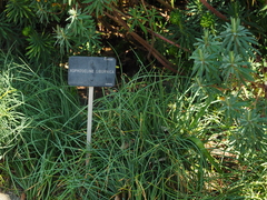 Asphodeline liburnica