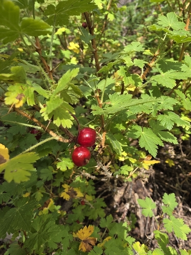 Ribes montigenum, photograph 5