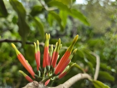 Amylotheca dictyophleba