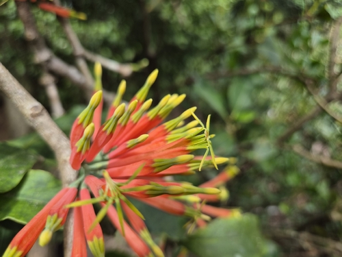 Amylotheca dictyophleba, photograph 1