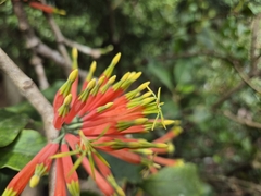 Amylotheca dictyophleba, photograph (c) John Tann, some rights reserved (CC BY)