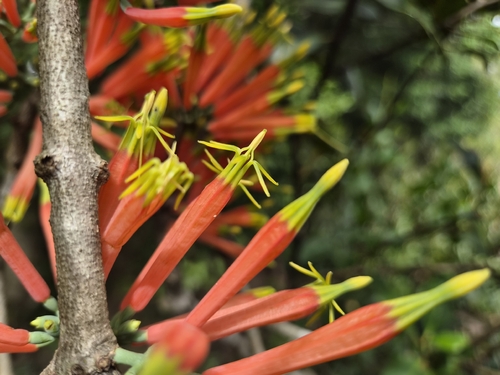 Amylotheca dictyophleba, photograph 2