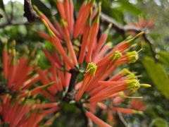 Amylotheca dictyophleba, photograph (c) John Tann, some rights reserved (CC BY)