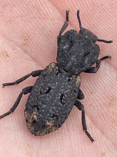 Diabolical Ironclad Beetle