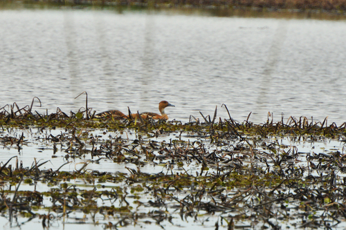 iNaturalist image
