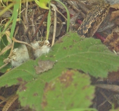 Elgaria coerulea coerulea