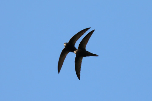 Martinet noir