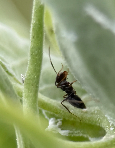 Paratrechina bourbonica observed 2026-08-28