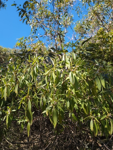 Myoporum acuminatum observed 2026-08-29