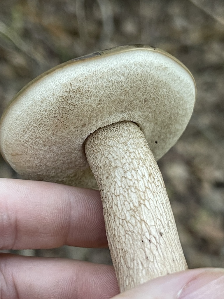 Bitter Bolete · August 2026 · photo: Photo: (c) Rachel Stepek, some rights reserved (CC BY) · iNaturalist
