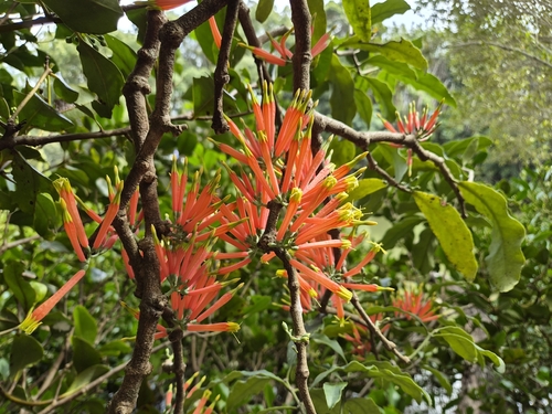 Amylotheca dictyophleba, photograph 4