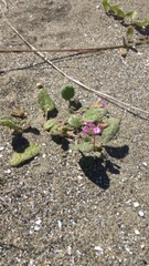 Abronia umbellata breviflora