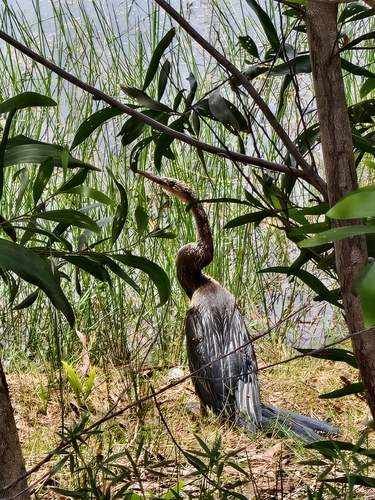 Oriental Darter