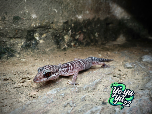 Zhou's Leopard Gecko