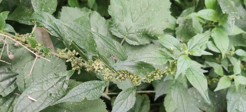 Parietaria officinalis; photograph (c) Ondřej Křivan, some rights reserved (CC BY)