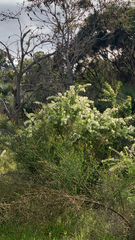 Grevillea vestita, photograph (c) Millie Brady, some rights reserved (CC BY)