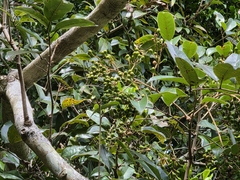 Mischocarpus pyriformis