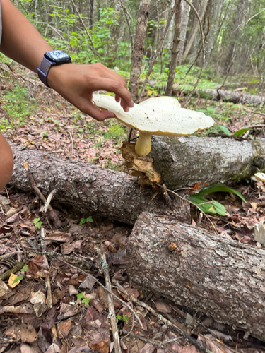 Lynx Paw Oyster