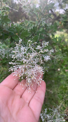 Grevillea vestita