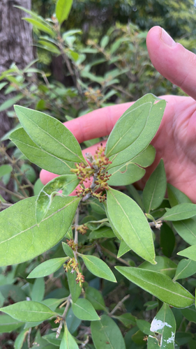 Notelaea longifolia