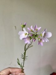 Cardamine pratensis