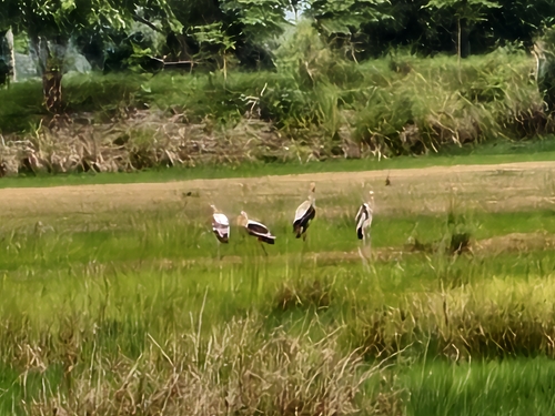 Painted Stork