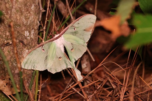 North American Luna Moth