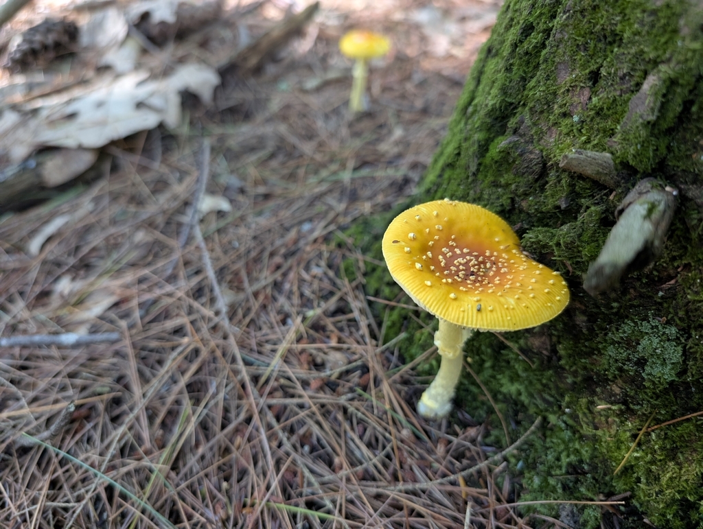 Frost's Amanita · August 2026 · photo: Photo: (c) Ben Lapham, some rights reserved (CC BY-SA) · iNaturalist