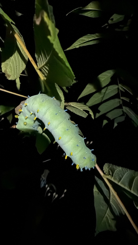 Cecropia Moth (Hyalophora cecropia)