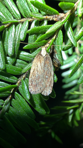 Yarrow Webworm (Depressaria alienella)