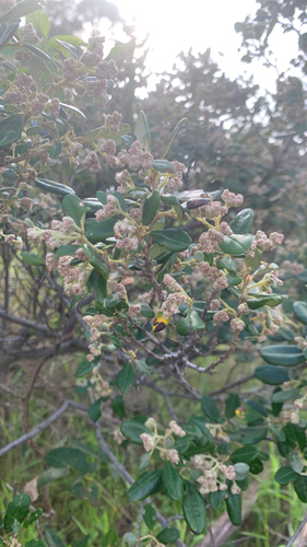 Spyridium globulosum, photograph 5
