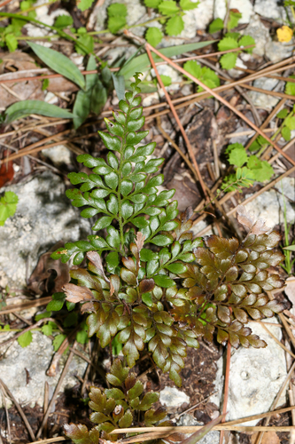 Anemia adiantifolia, photograph 4