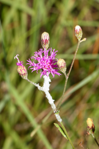Vernonia blodgettii