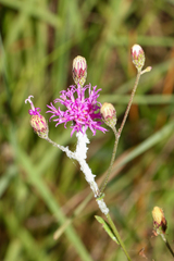 Vernonia blodgettii