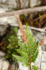 Anemia adiantifolia, photograph (c) Tom Field, some rights reserved (CC BY)