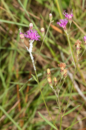 Vernonia blodgettii, photograph 2