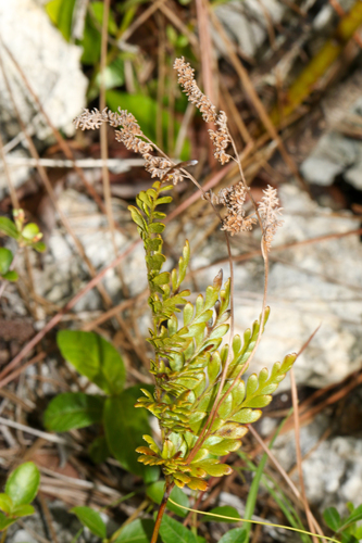Anemia adiantifolia, photograph 2