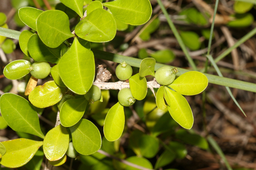 Randia aculeata, photograph 1
