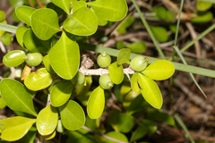 Randia aculeata, photograph (c) Tom Field, some rights reserved (CC BY)