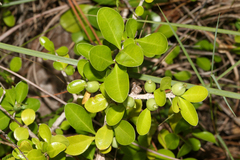 Randia aculeata