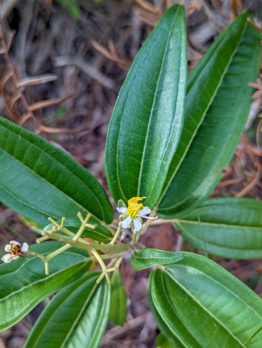 Miconia bicolor, photograph 3
