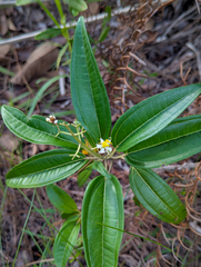 Miconia bicolor, photograph (c) Tom Field, some rights reserved (CC BY)
