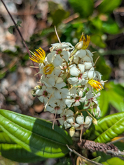 Miconia bicolor