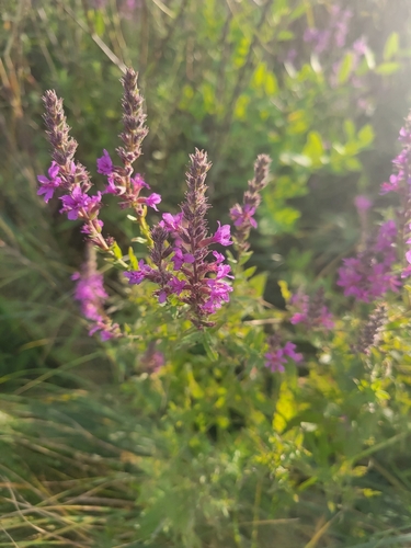 purple loosestrife