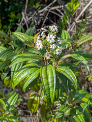 Miconia bicolor, photograph (c) Tom Field, some rights reserved (CC BY)
