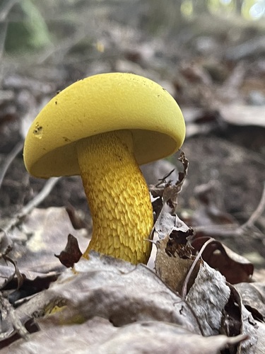 Late-August Ornate-stalked Bolete standing bright yellow above dry leaves
