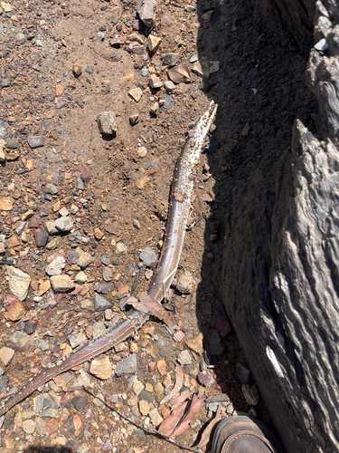Common Pike-conger