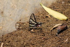 Protographium epidaus fenochionis