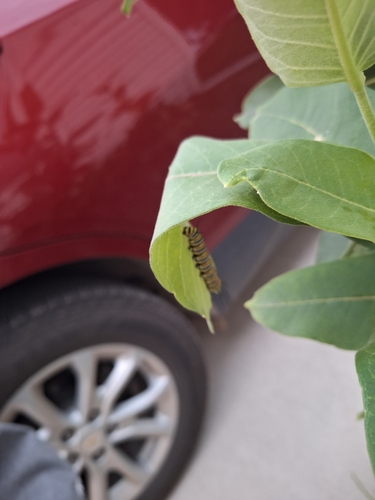 Monarch