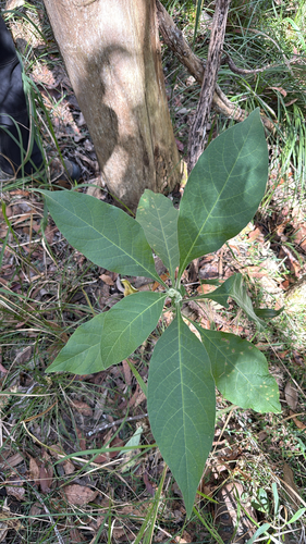 bugweed